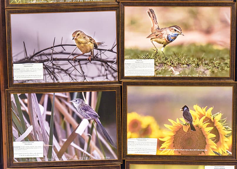Photographs of some native birds.