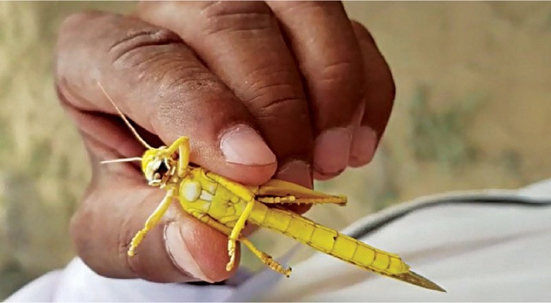 Officials from Pakistan, Iran, Afghanistan and India connected with locust experts at the FAO headquarters. — Dawn/File