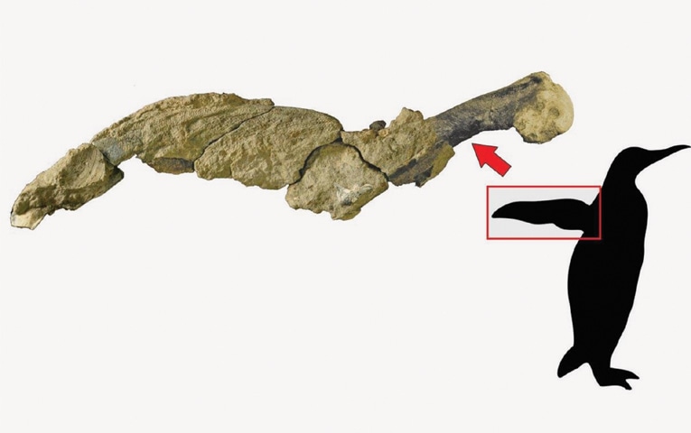 This handout picture released by the Argentine Antarctic Institute shows a jointed wing of a 43 million-year-old penguin founded at the Marambio Island, Antarctica.—AFP