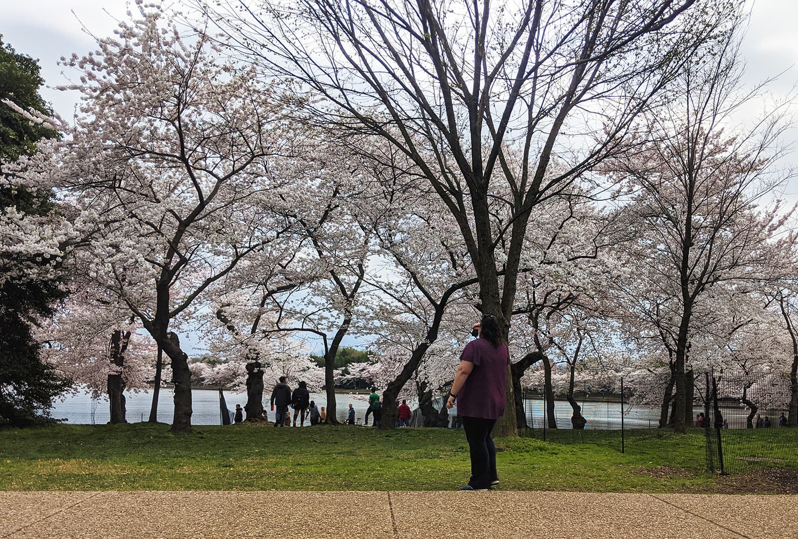 Washington D.C. Keeping the Sakura Spirit Alive