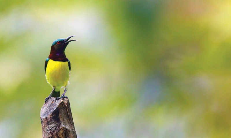 The sutikka, or sunbird, is a species native to Sri Lanka. Jay, one of the two main characters in Gunsekera’s book, captures one and names it Sunbeam