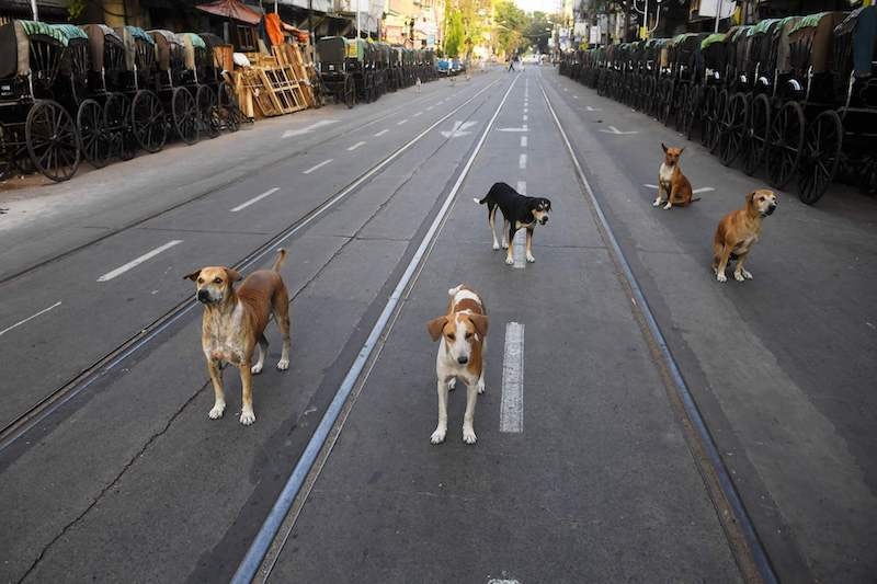 In this photograph taken on March 26, 2020, stray dogs gather on a deserted road during a government-imposed nationwide lockdown as a preventive measure against the coronavirus in Kolkata. &mdash; AFP