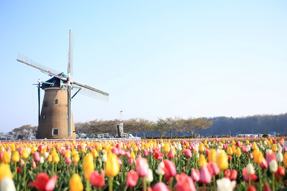 This April 8 photo released by Sakura City shows a giant windmill with tulips in full bloom before being razed at Sakura Furusato Square in Sakura, Chiba prefecture, east of Tokyo. — AP