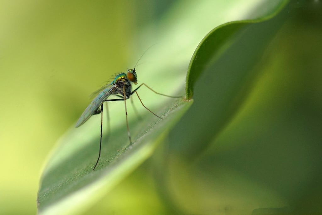 Long-Legged Fly, Family: Dolichopodidae, Order: Diptera —The adults are predators, feeding on small invertebrates including Collembola, aphids, and the larvae of Oligochaeta. Species of the genus Dolichopus commonly prey on the larvae of mosquitoes, thus keeping the numbers in check.