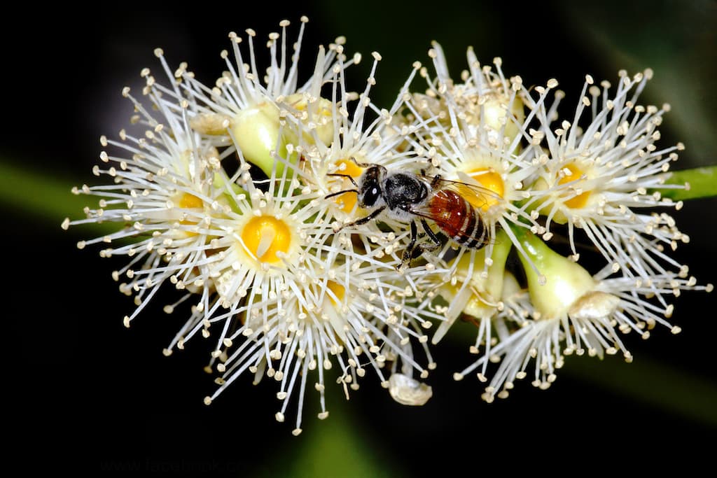 Dwarf Honey Bee (also Apis Florea), Family: Apidae, Order: Hymenoptera —They are excellent pollinators thereby playing an important ecological role. Their way of finding the target for foraging as well as a new nesting site is very interesting. The forager bees perform the dance on the horizontal upper surface where the comb wraps around the supporting branch. The dance is a straight run pointing directly to the source of pollen or nectar. The decision on a new nesting site is also reached through dancing. They decide on a site when the largest number of individuals dance in the direction of the new site.