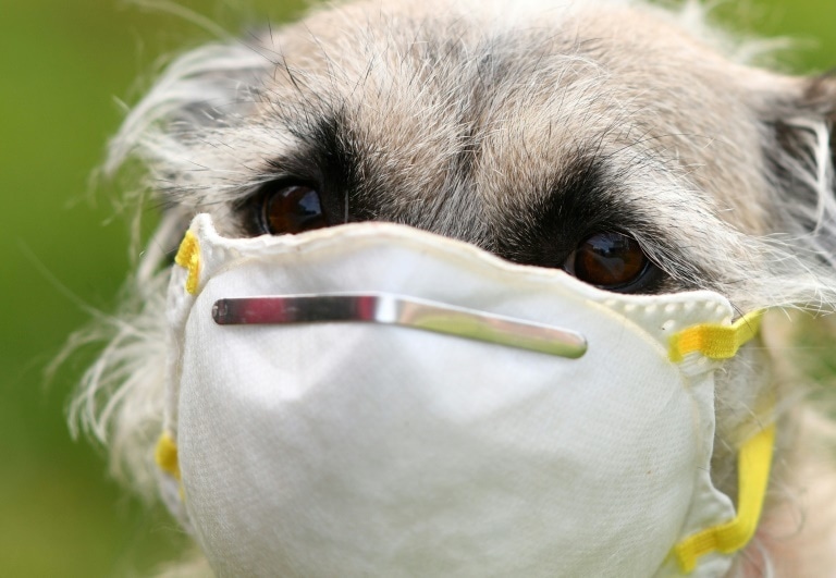 Canines can detect subtle changes in skin temperature, potentially making them useful in determining if a person has a fever. — AFP