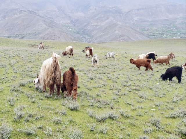 Goats graze in Kagh Lusht pastures. &mdash; Dawn