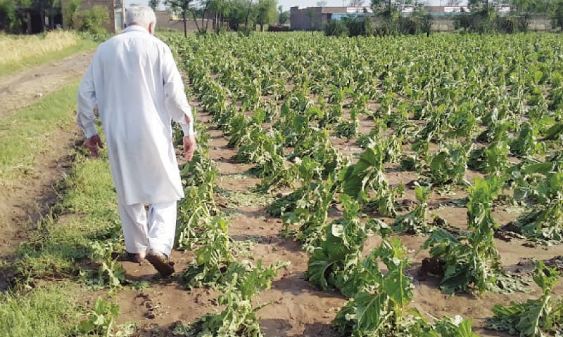 A farmer examines his tobacco crop destroyed by hailstorm in Swabi. — Dawn