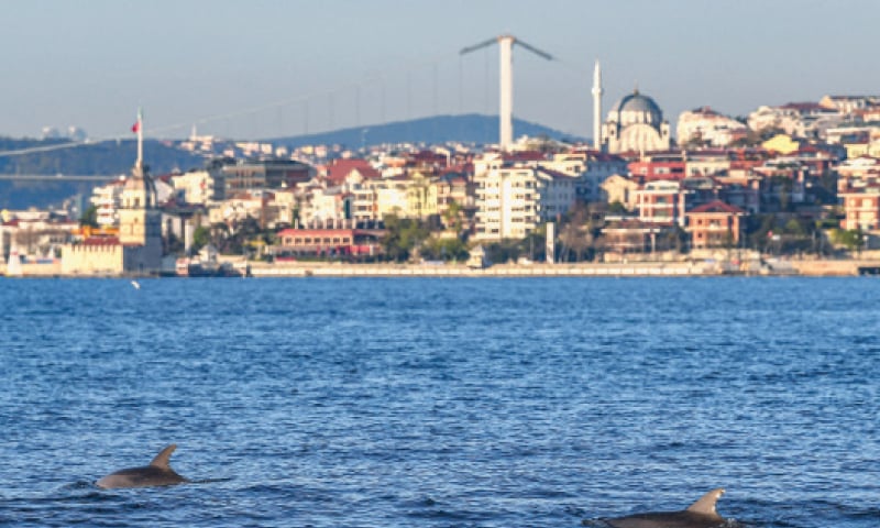 STANBUL: Dolphins swim in the Bosphorus where sea traffic has nearly come to a halt after the Turkish government imposed a four-day countrywide curfew.—AFP