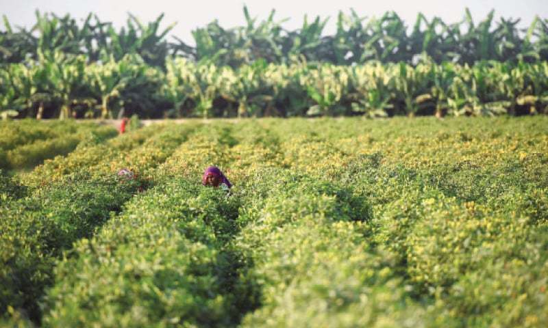 International Maize and Wheat Improvement Centre completes 60 years of research partnership with Pakistan. — Dawn/File