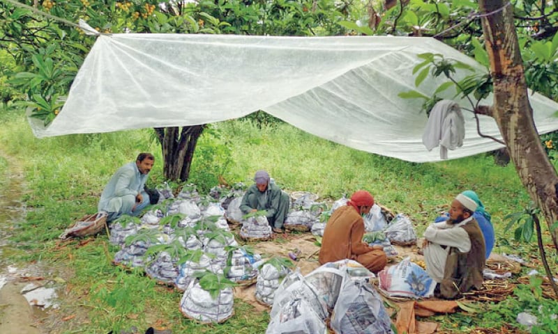 Loquats being packed in the orchards near Wah Garden. The other picture shows a boy picking the fruit from a tree in Usman Khattar area near Taxila. &mdash; Dawn