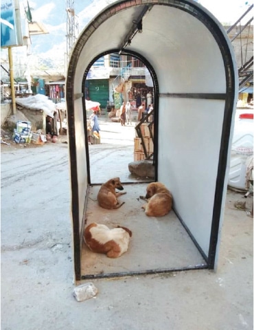 Stray dogs rest in a non-functional walk-through gate in Nawagai Bazaar, Khar. — Dawn