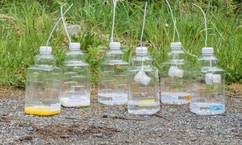 This handout photo from the Washington State Department of Agriculture shows bottle traps for the Asian giant hornet. — AFP This handout photo from the Washington State Department of Agriculture shows bottle traps for the Asian giant hornet. — AFP