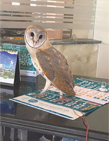 THE rescued owl.—Photo by Mirza Naim Beg
