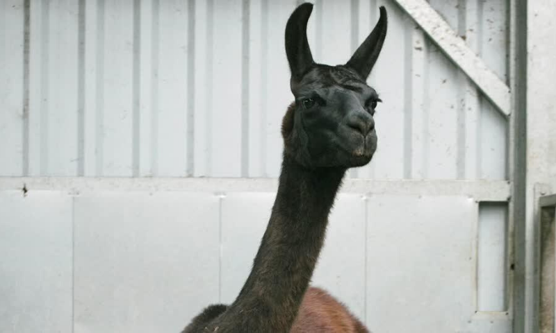 A llama named Winter is seen in this undated photo released by the VIB-UGent Centre for Medical Biotechnology in Belgium. — Reuters