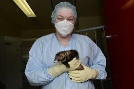 In this April 2014 photo provided by the Vaccine and Infectious Disease Organisation-International Vaccine Centre at the University of Saskatchewan, a researcher holds a ferret at their facility in Saskatchewan, Canada. In 2020, the lab is working with 300 ferrets developing a Covid-19 vaccine candidate and testing other vaccine candidates and therapeutics. &mdash; AP