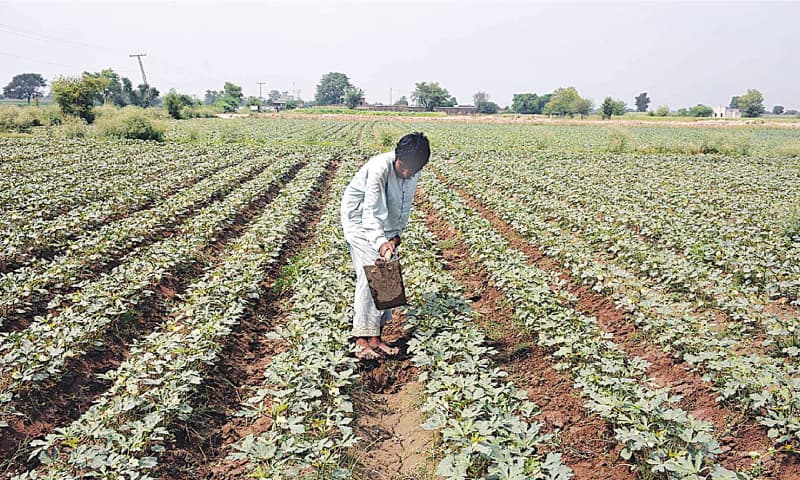 FAISALABAD: A farmer works in his field. The government has announced a pro-farmer package while the agriculture sector is targeted to grow by 2.9 per cent next year.—APP