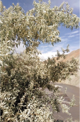 A Russian olive tree in Warijun village of Upper Chitral. — Dawn