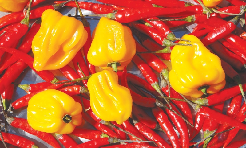 Chillies | Photos by the writer