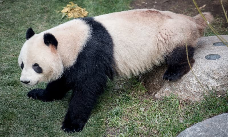 This April 8, 2019 photo, shows the panda Xing Er at Copenhagen Zoo. &mdash;AP