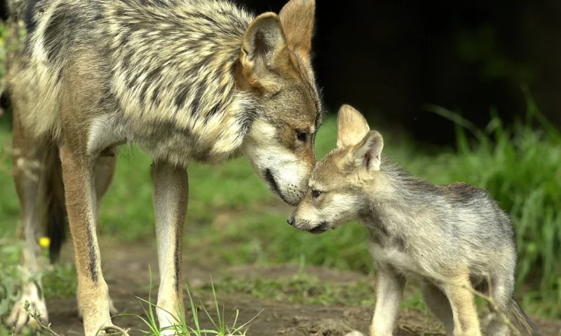 Wolves were hunted to extinction in France by the 1930s, but gradually started reappearing in the 1990s as populations spread across the Alps from Italy. &mdash; AP via Telegraph