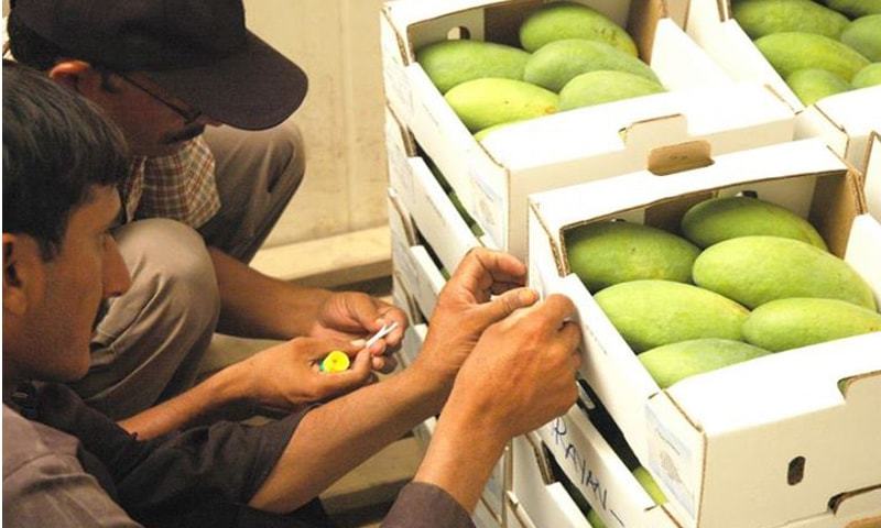 Freight rates are expected to be lower for export of mangoes to Manchester, London and Frankfurt. — Dawn/File