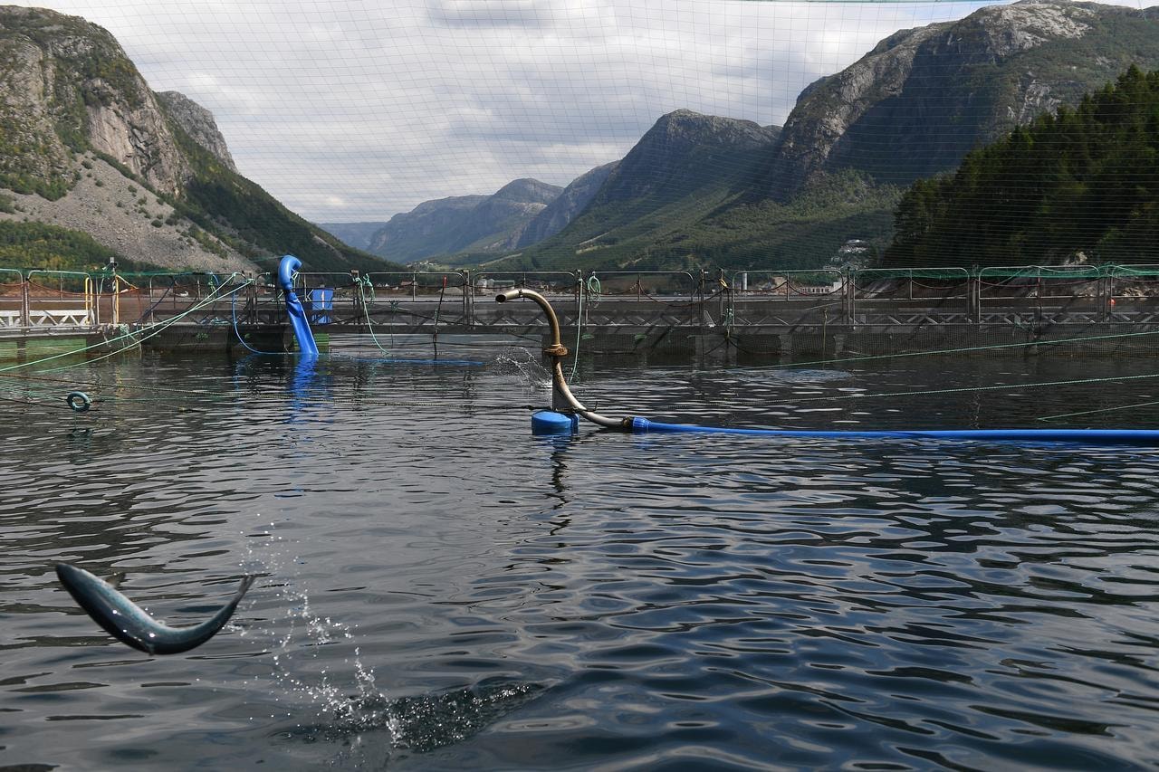 A salmon leaps from the water at Cargill's research centre in Dirdal, Norway, August 1, 2018. — Reuters/File