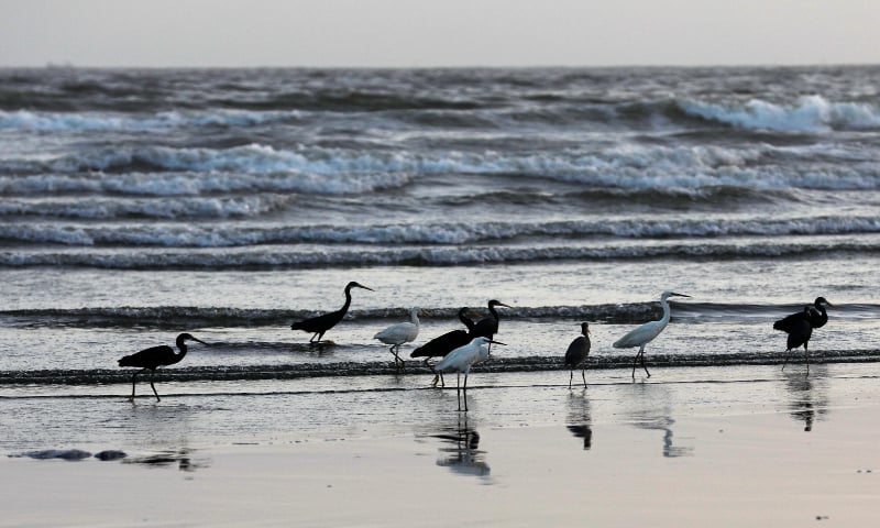 A flock of migratory birds is seen along Clifton Beach, Karachi on May 16, 2020. &mdash; Reuters