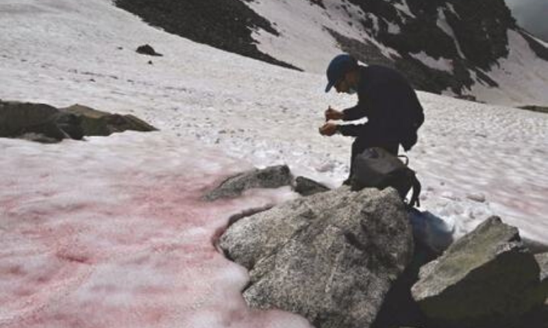 PELLIZZANO (Italy): Biagio di Maio, a researcher at the National Research Council, takes samples of Pink-coloured snow at the top of a  glacier. The pink colour of the snow is supposedly due to the presence of colonies of algae .&mdash; AFP