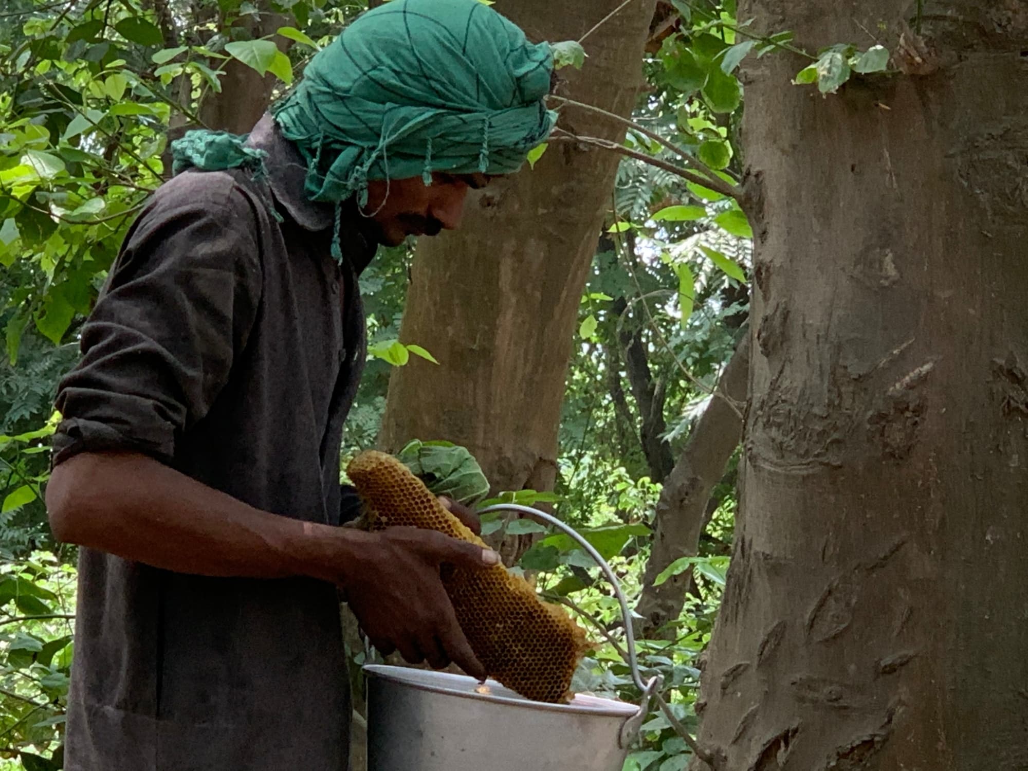 Beekeeper Muhammad Asif Ali looks at a piece of honeycomb at Changa Manga Forest in Pakistan’s eastern Punjab province, around 75 kilometers from Lahore, June 3, 2020. Thomson Reuters Foundation/Imran Mukhtar