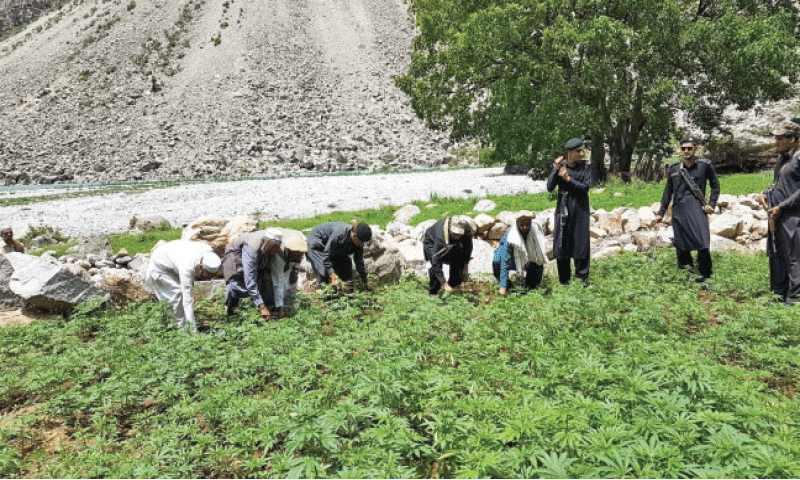 Police destroy cannabis grown in Karan area of Upper Kohistan district on Saturday. — Dawn Police destroy cannabis grown in Karan area of Upper Kohistan district on Saturday. — Dawn