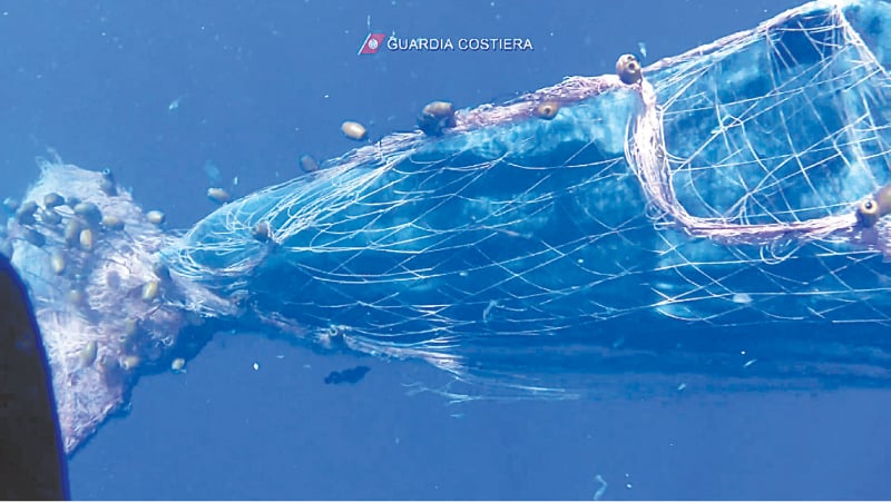 NAPLES: Italian coastguard divers work to free a sperm whale caught in a fishing net at sea north of Sicily&rsquo;s Aeolian Islands in this still image taken from a video.&mdash;Reuters