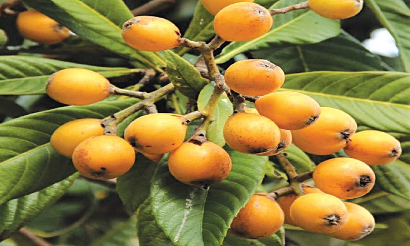 Loquat