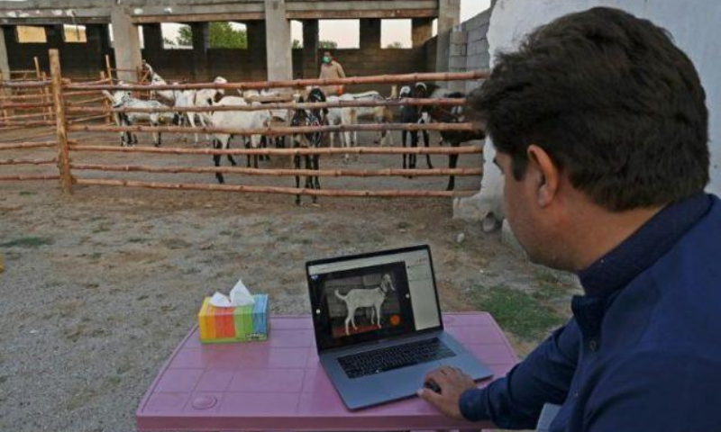 According to a small survey done with the help of the National Incubation Centre in Karachi, more than one-third of the respondents said they wouldn’t consider doing online qurbani next year. — AFP/File