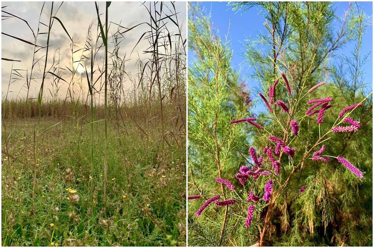 Bromus, Tamarix Chinensis (French Tamarisk) | Marvi Mazhar