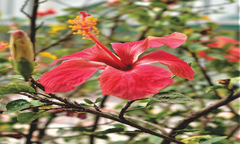 Hibiscus sinensis