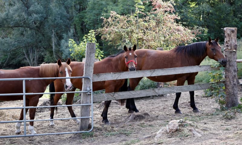 Across France, horses have been found with ears cut off, eyes gouged out and genitals mutilated for reasons unknown. &mdash; Reuters