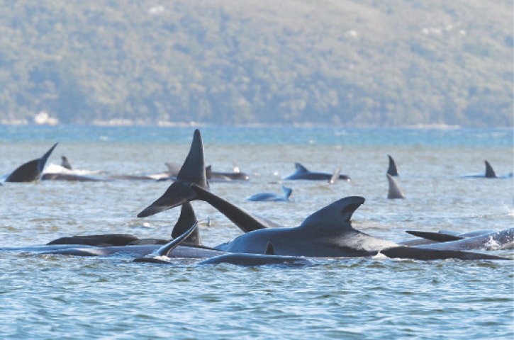 STRAHAN (Australia): A pod of whales, believed to be pilot whales, is seen stranded on a sandbar near a harbour in Tasmania on Monday.—Reuters