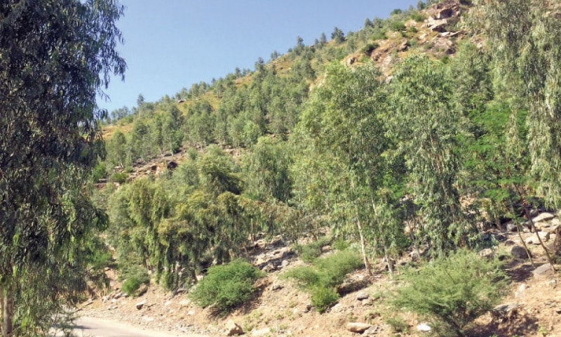 A view of the trees planted in Chakesar area of Shangla. — Dawn