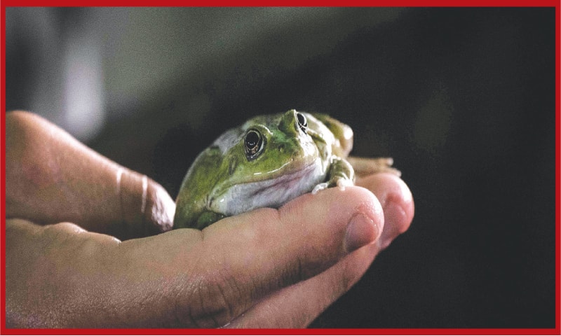 A man holds a frog in a frog farm in Pierrelatte, south of Lyon. French people eat around 4,000 tonnes of frogs each year, according to the Food Safety Agency (Anses, 2017).  &ldquo;About 99 per cent of the frogs consumed in France come from Eastern countries, like Turkey for the fresh ones, Asia for the frozen ones,&rdquo; explains Patrice Fran&ccedil;ois, a French frog breeding farmer and owner of Francois Production.&mdash;AFP