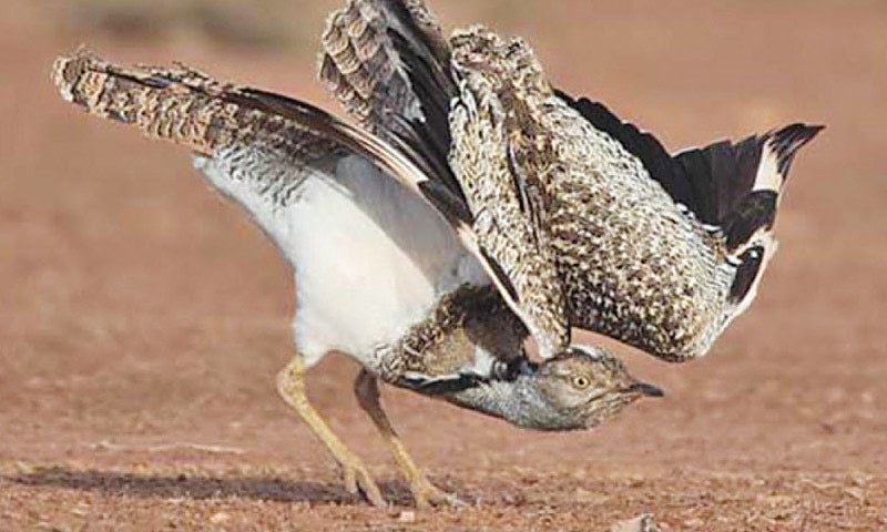 The third batch of highly rare bird species, houbara bustard, which were bred in captivity in a Gulf state, were released in the Cholistan desert. — Dawn/File