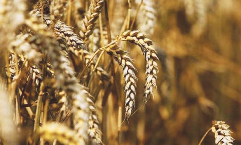 A hurriedly called meeting of the Economic Coordination Committee of the cabinet approved the lowest bid for import of 340,000 tonnes of wheat at the rate of $284 per tonne. — Reuters/File