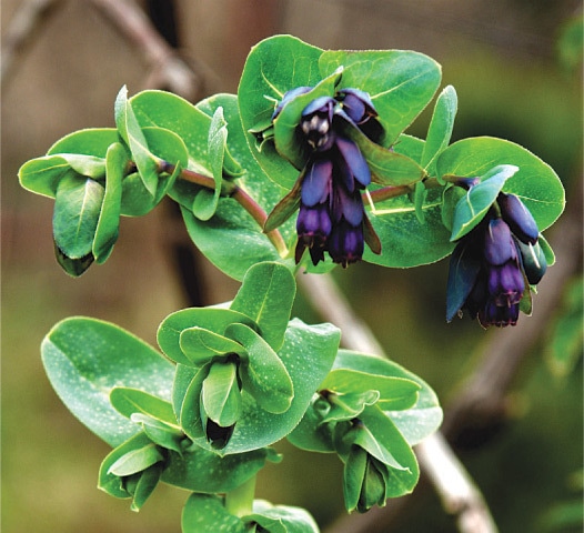 Cerinthe major atrapurpurea