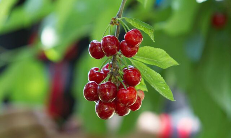 The first batch of Pakistani cherries is expected to leave for China by next year, said Li Wei, business representative of Huazhilong International Trading Private Ltd. Pakistan. — Ghulam Rasool/File