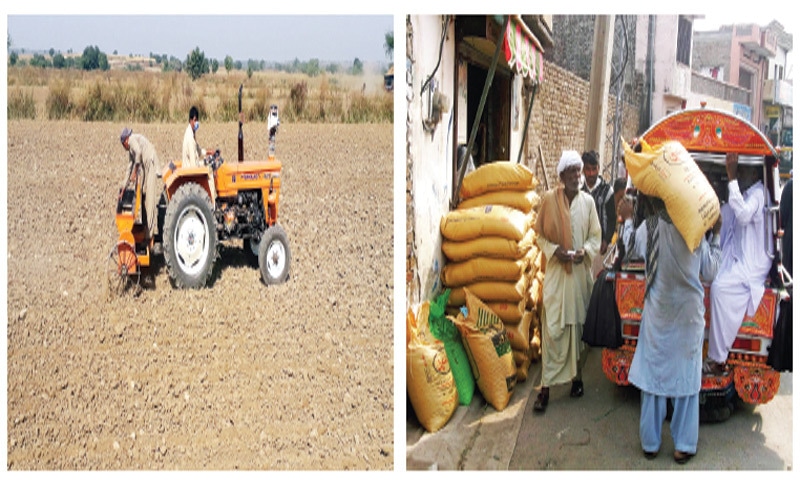 Farmers cultivate wheat some 10km away from Chakwal. The other picture shows villagers buying fertilisers. — Dawn