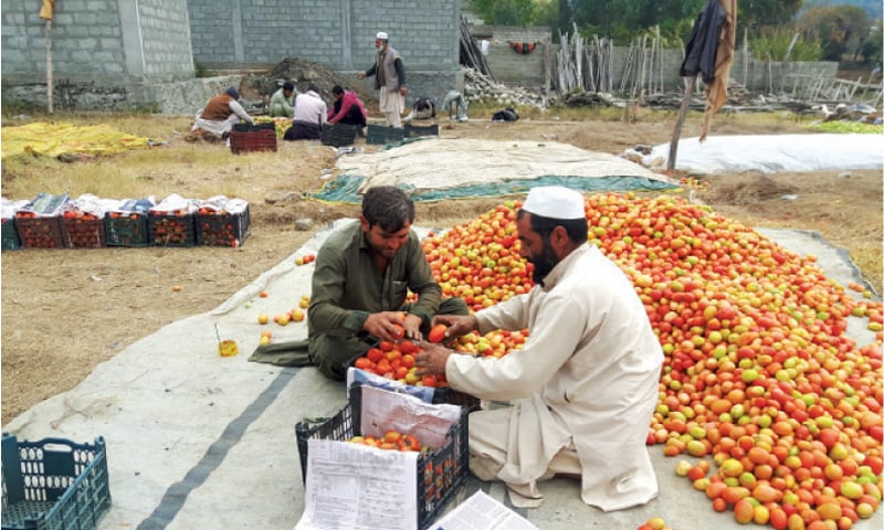 Farmers pack tomatoes at a farm in Talash, Lower Dir. &mdash; Dawn