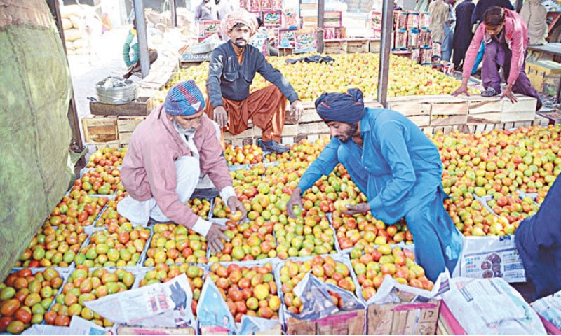 HYDERABAD: Labourers sort and pack tomatoes in wooden boxes at Sabzi Mandi.—APP HYDERABAD: Labourers sort and pack tomatoes in wooden boxes at Sabzi Mandi.—APP