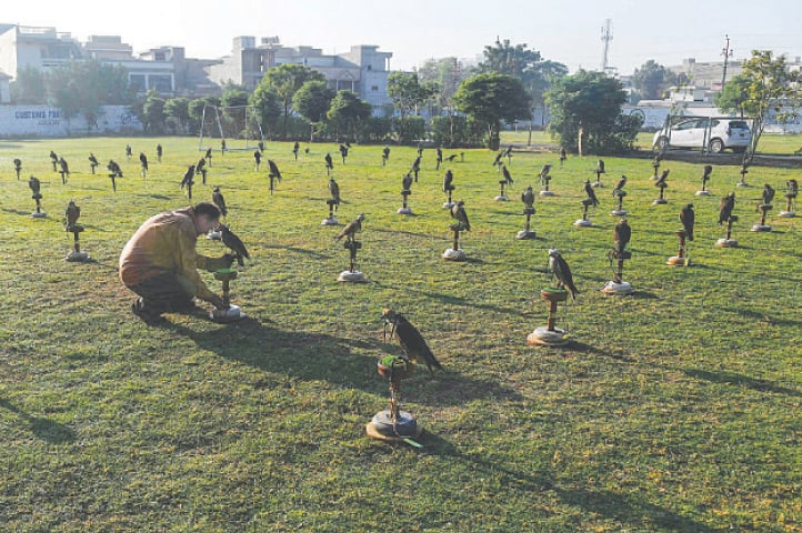 IN this picture taken on Nov 23, 2020, Wayne Davis, an ornithologist working with Avian Environmental Consultants, examines one of the falcons seized by the authorities from smugglers, in Karachi.&mdash;AFP