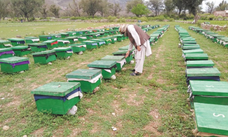 A worker checks beehives for honey at a farm in Kohat. &mdash; Dawn