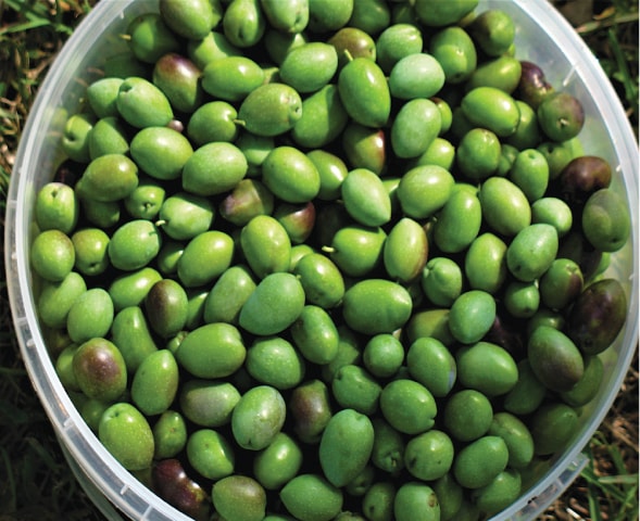 Green olives | Photos by the writer